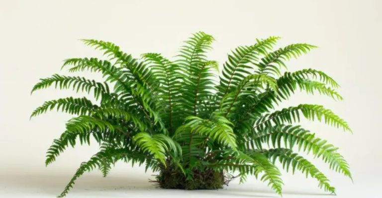 If You Love Calatheas for Their Leaves, These 13 Foliage Stars Belong in Your Home