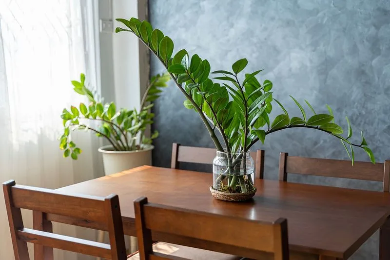 ZZ Plant