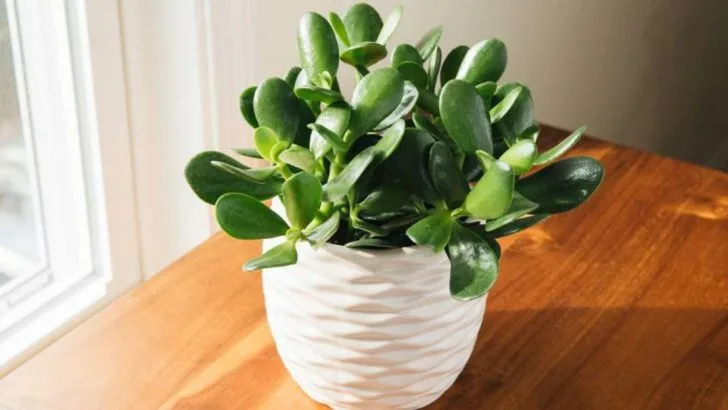 If You Love Snake Plants for Their Low Effort, These 18 Tough Beauties Are Just as Easy