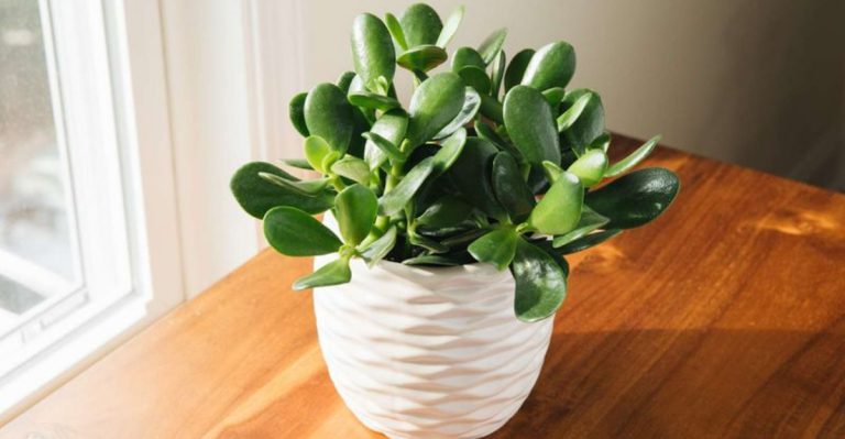 If You Love Snake Plants for Their Low Effort, These 18 Tough Beauties Are Just as Easy