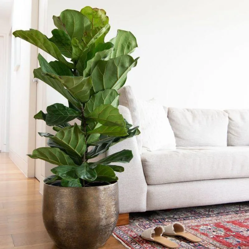 Fiddle Leaf Fig