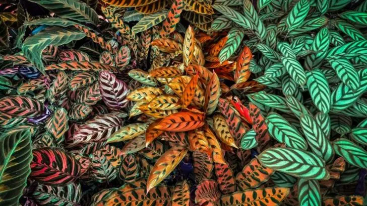 If You Love the Drama of a Monstera, You’ll Adore These 19 Bold Houseplants Too