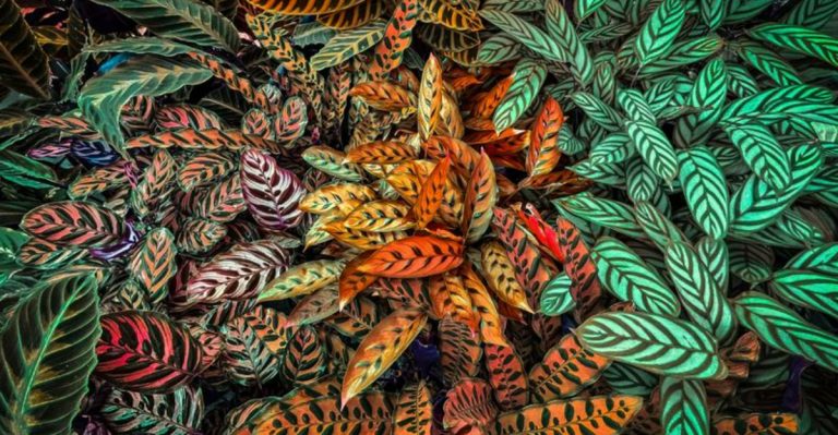 If You Love the Drama of a Monstera, You’ll Adore These 19 Bold Houseplants Too