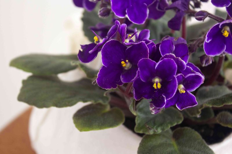 African Violet