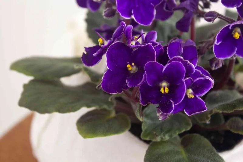 African Violet