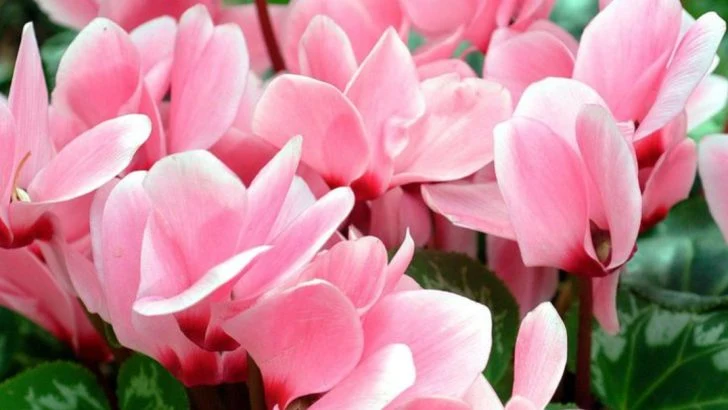 If a Christmas Cactus in Bloom Makes You Smile, These 14 Plants Might Be Your New Favorites