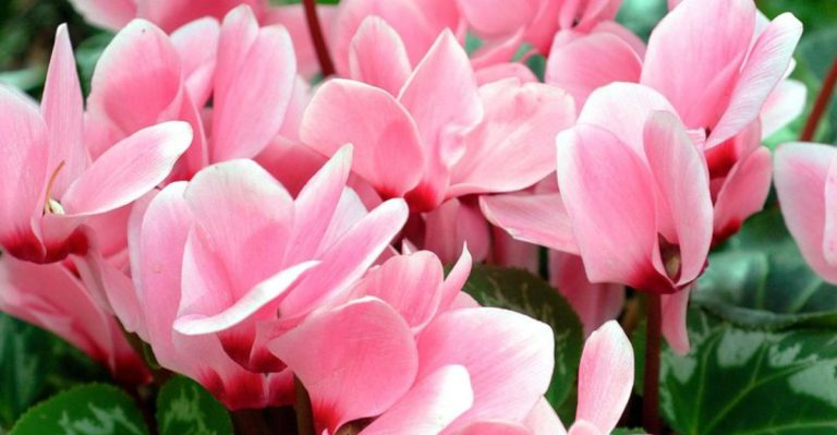 If a Christmas Cactus in Bloom Makes You Smile, These 14 Plants Might Be Your New Favorites