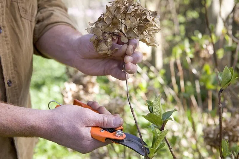 Shearing Hydrangeas Too Early