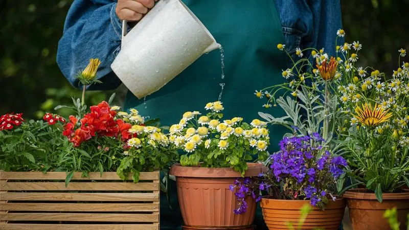 Neglecting Watering Schedules