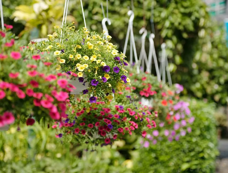 Choosing Incompatible Plants