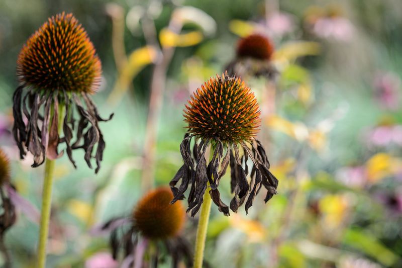Over-Zealous Cutting of Herbaceous Plants