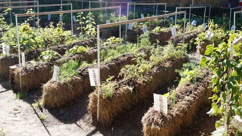 Overcrowding Plants