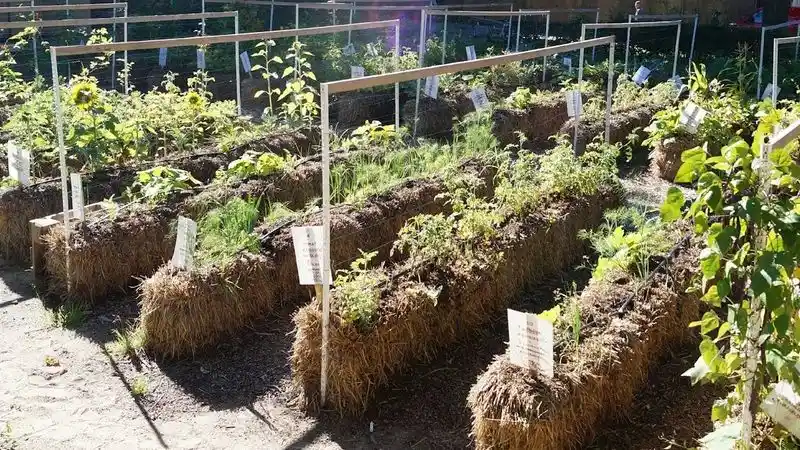 Overcrowding Plants