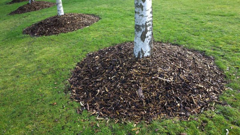 Ignoring Mulch Layers