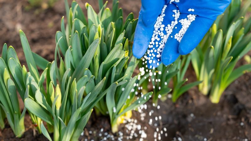 Using Excessive Fertilizer