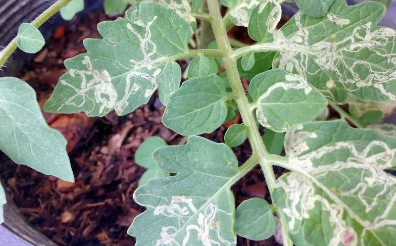 Ignoring Pest and Disease Signs