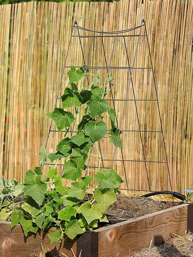 Lack of Plant Support