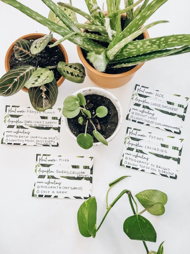 Forgetting to Label