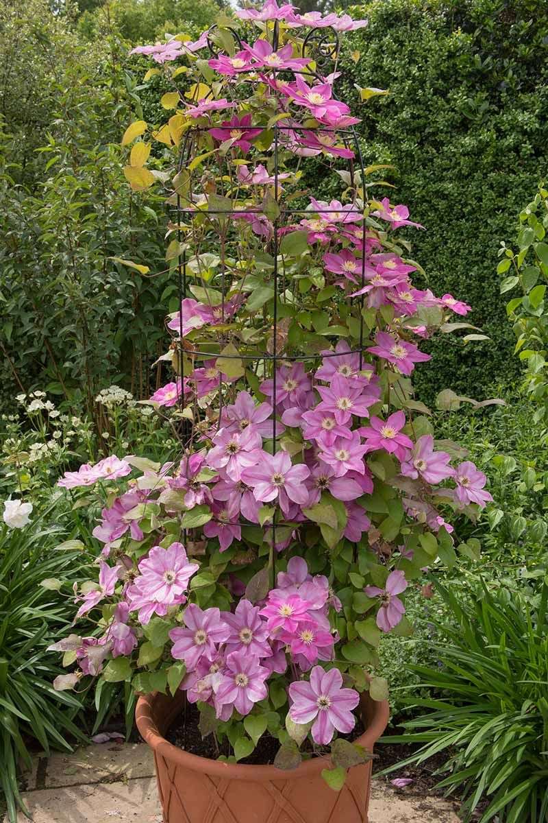 Planting at Wrong Depth
