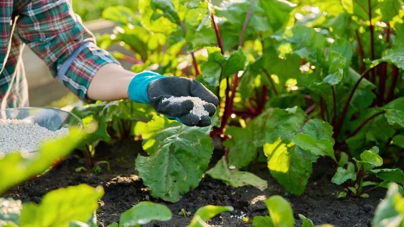 Forgetting Fertilizer