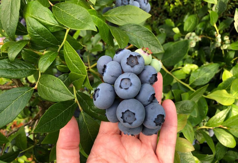 Ignoring Soil Acidity for Blueberries