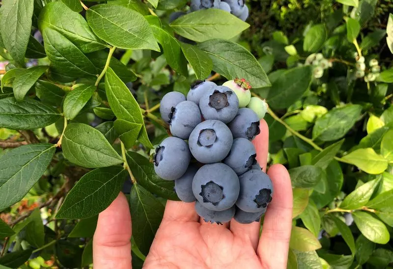 Ignoring Soil Acidity for Blueberries