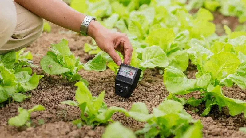 Ignoring Soil Quality
