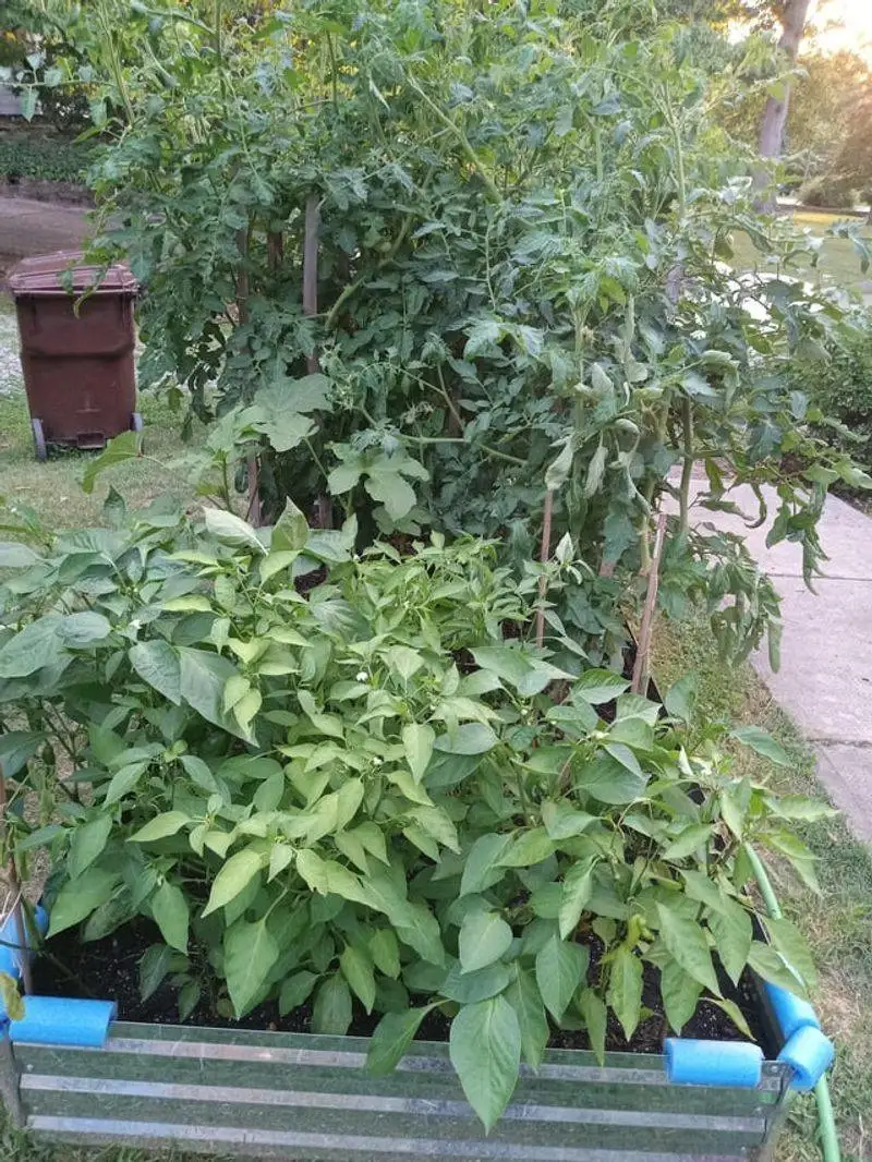 Planting Too Close