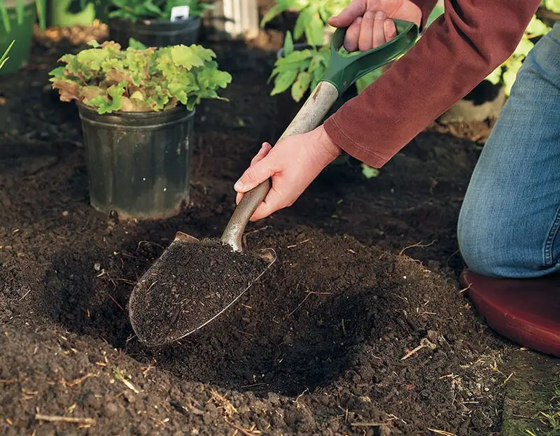 Planting Too Deep