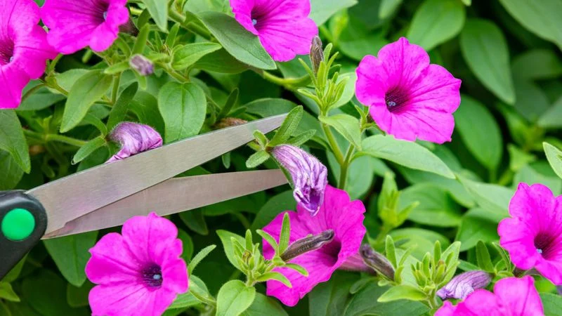 Failure to Prune Regularly
