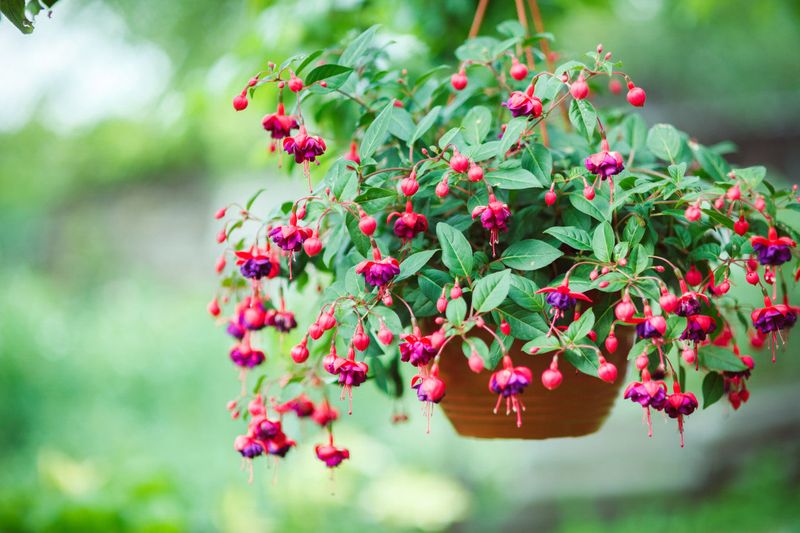 Fuchsia