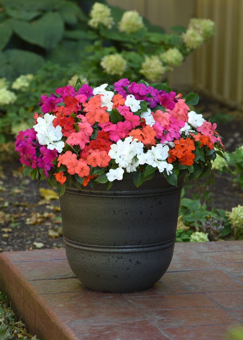 Impatiens