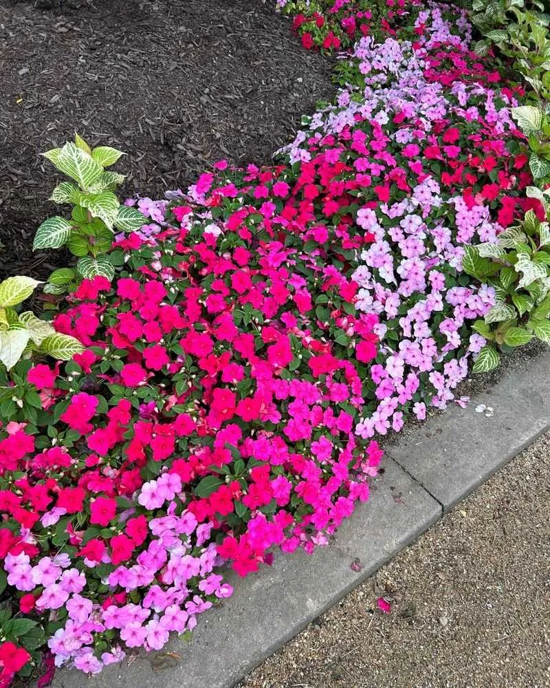 Impatiens