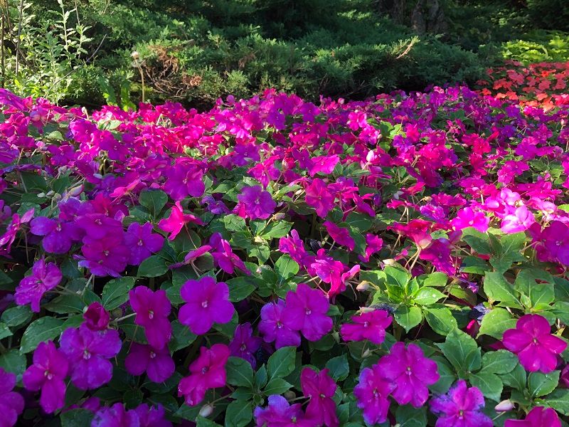 Impatiens