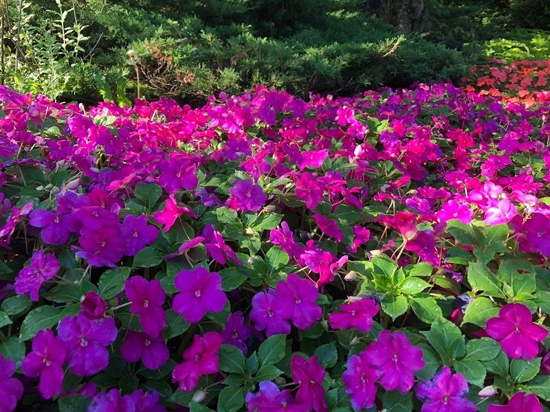 Impatiens