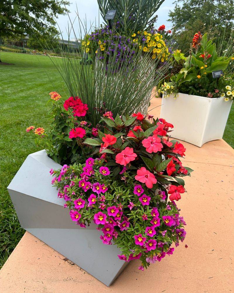 Impatiens