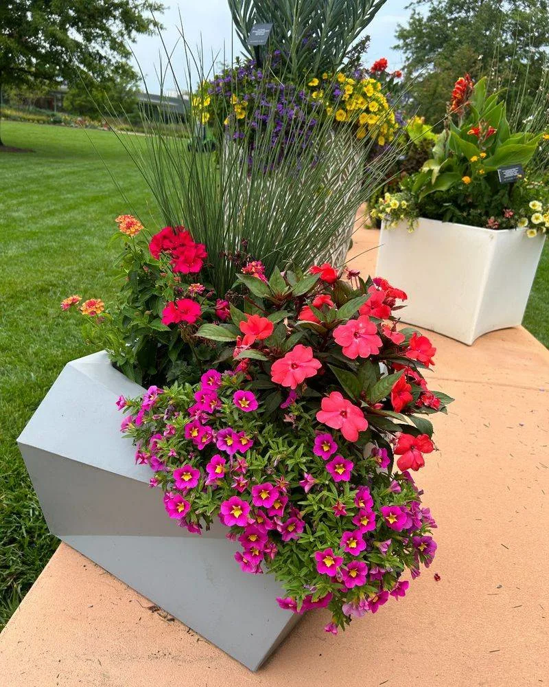 Impatiens