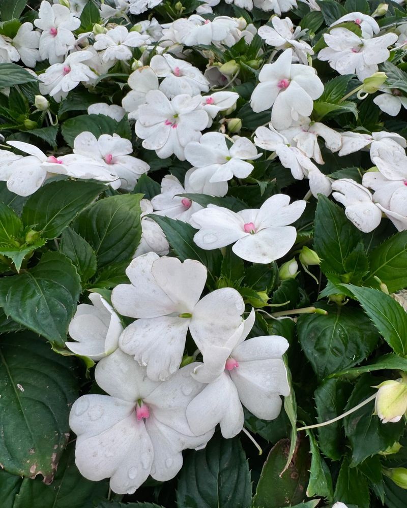 Impatiens
