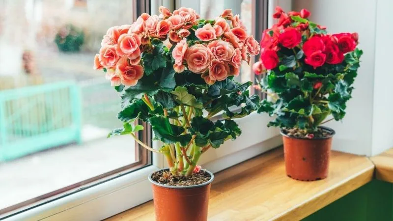 Begonia