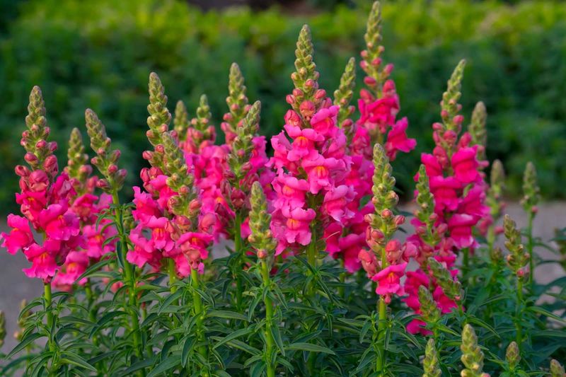 Snapdragon