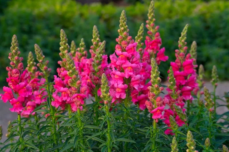 Snapdragon