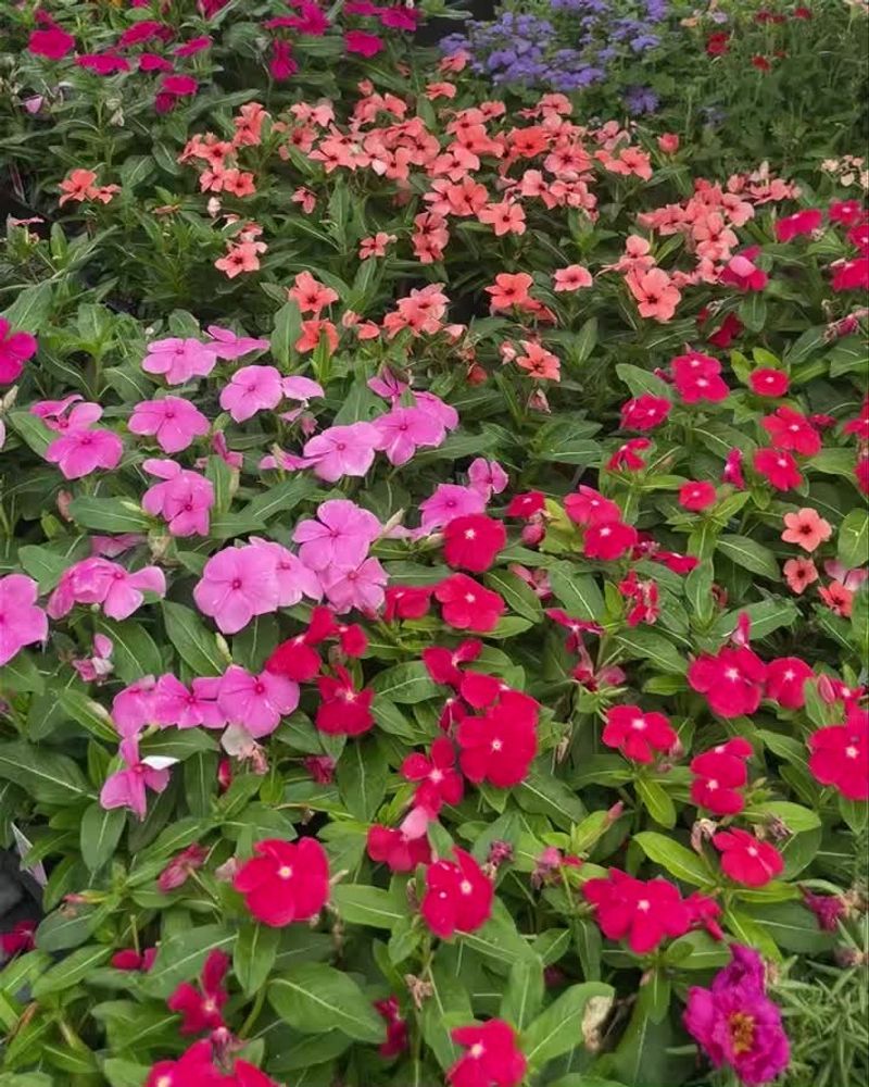 Impatiens