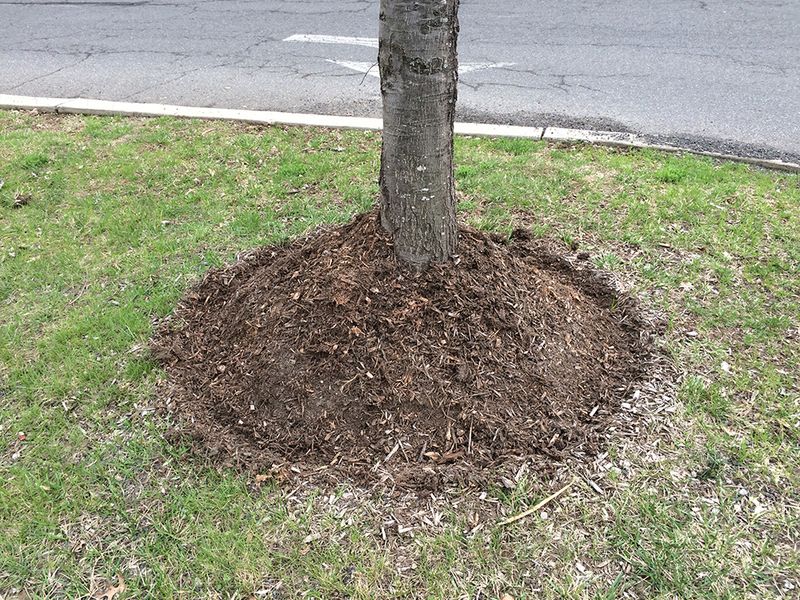 Improper Mulching