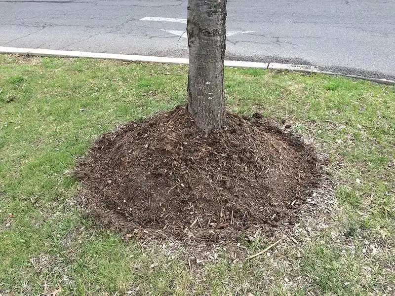 Improper Mulching