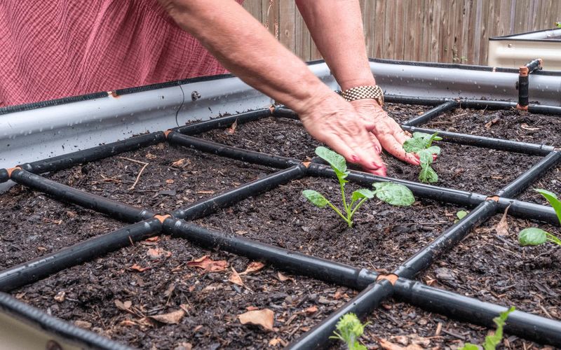 Improper Plant Spacing