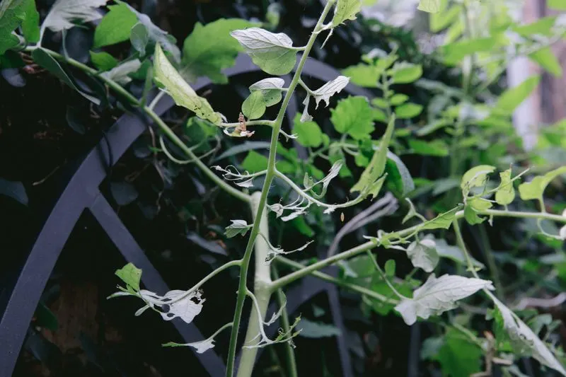 Improper Pruning