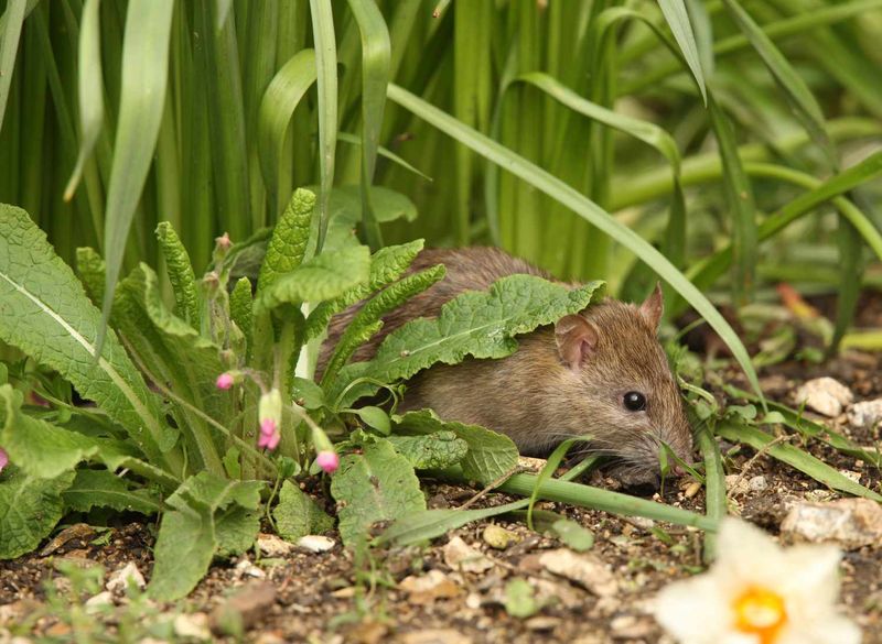 Neglecting Pest Control