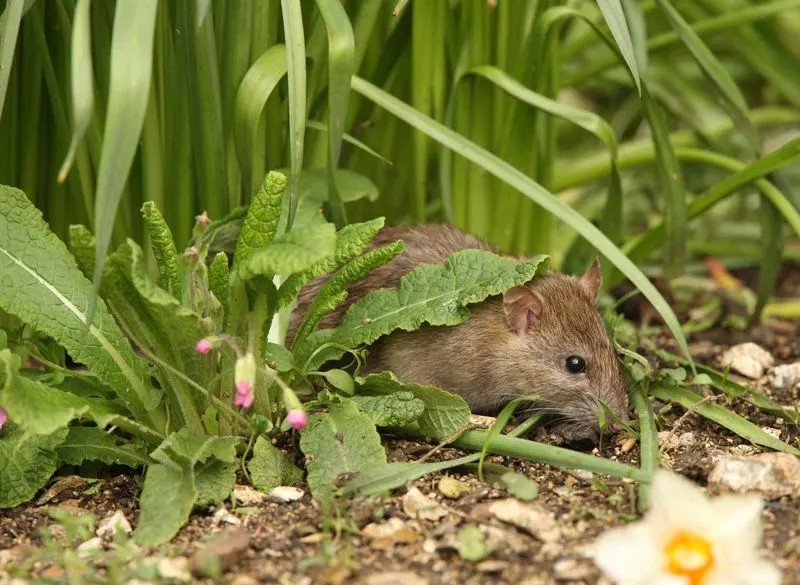 Neglecting Pest Control