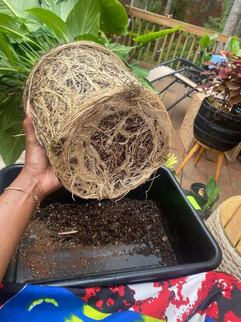 Improper Root Handling