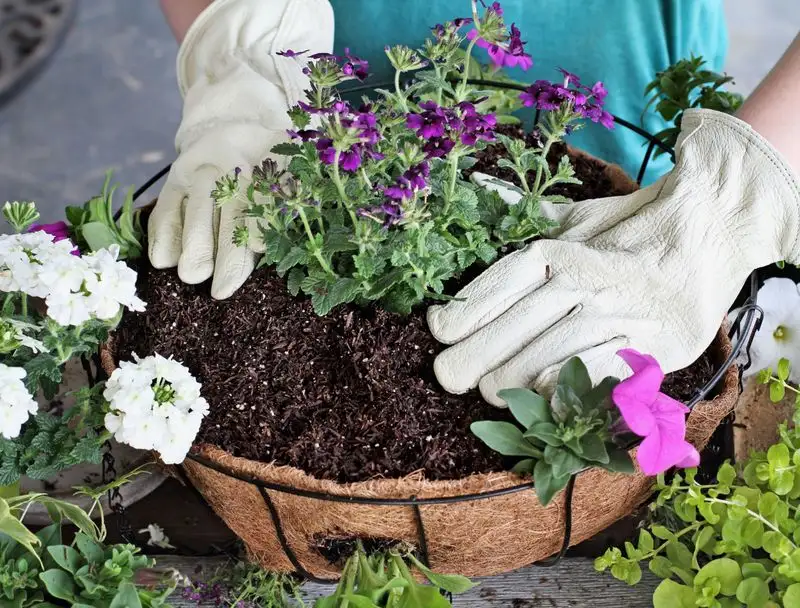 Overcrowding Plants